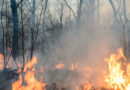 Cuatro incendios movilizan a bomberos y Protección Civil, en Álamo