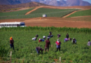 Gobierno entregará 40 mil pesos a 36 mil familias jornaleras de San Quintín