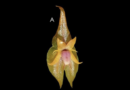 Descubren nueva orquídea en Perú, la Lepanthes ashaninka
