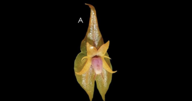 Descubren nueva orquídea en Perú, la Lepanthes ashaninka