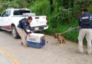 Atiende Ayuntamiento de Xalapa reporte ciudadano por presencia de perros en Santa Rosa