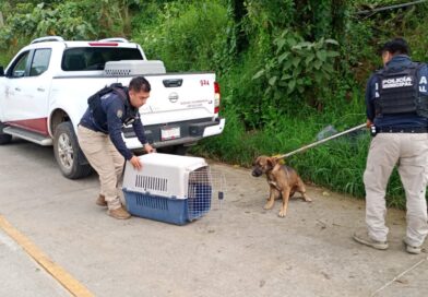 Atiende Ayuntamiento de Xalapa reporte ciudadano por presencia de perros en Santa Rosa